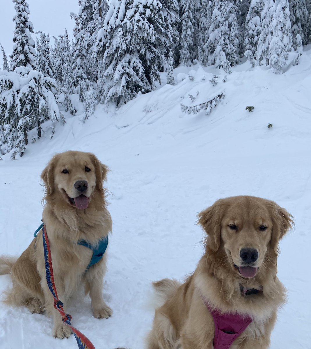 That’s better Ozzy! Nice pose! ❤️🐾❤️🐾 #snowandsmiles #bigwhiteskiresort #GoldenRetrievers #DogsOnTwitter