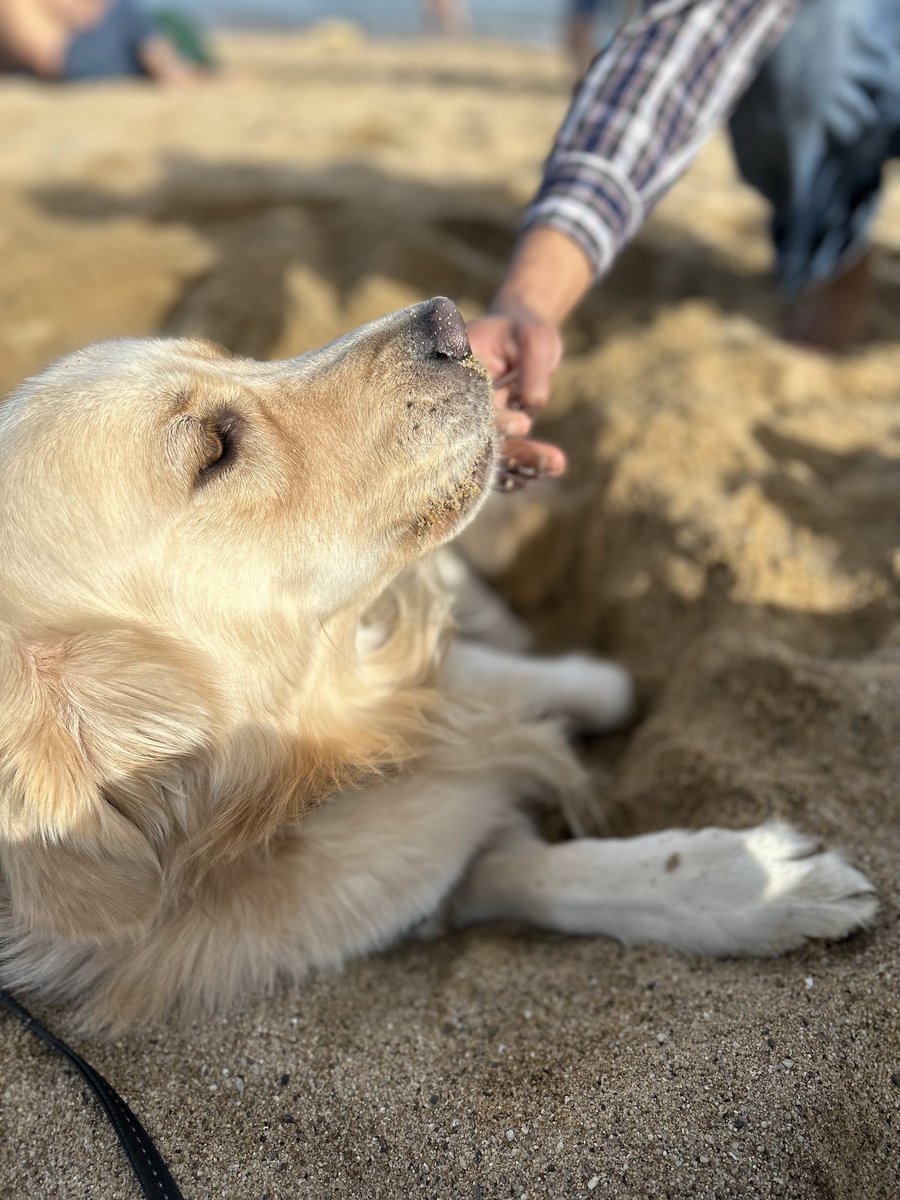 NachoTheGoldie's tweet photo. We finally went to the beach!!! It was filled with tasty brown sand.  I would eat this all day long! I wonder why the Appa guy keeps getting me “healthy food”. Dug a beautiful pit for myself but I was quite intimidated by the water rushing towards me 🐶 #dogsoftwitter #beachtime https://t.co/NZpDYKiRF5