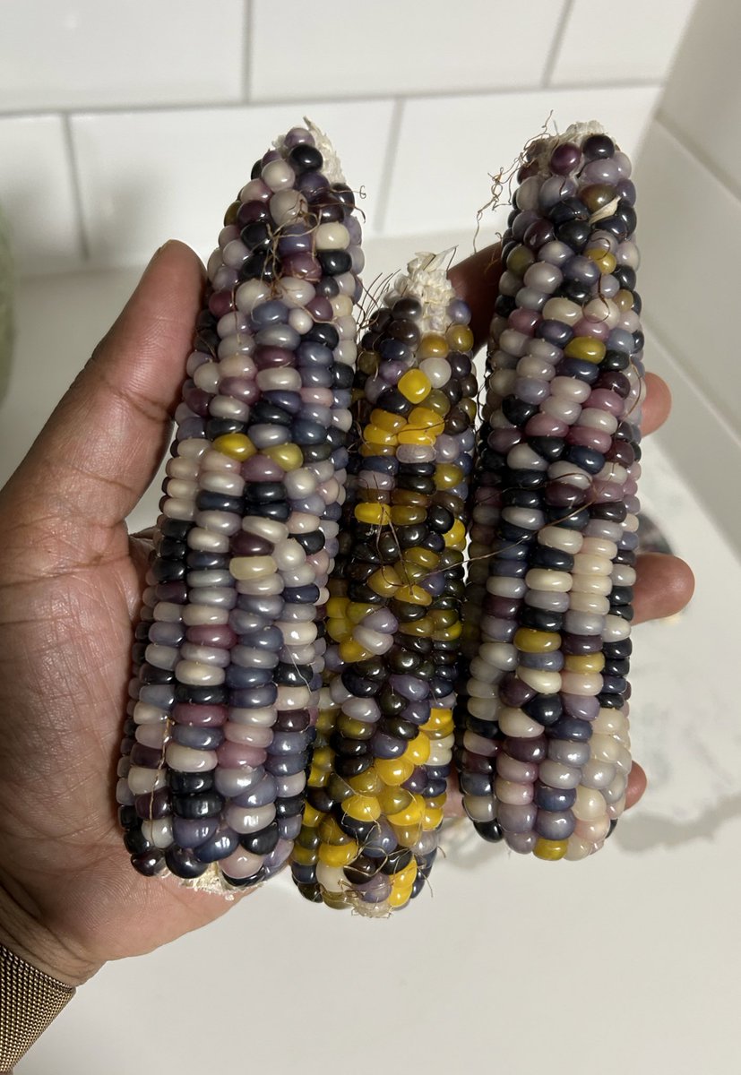 LaviniaEngel's tweet photo. This beautiful glass gem corn we’ve grown this year isn’t for eating off the cob. It is best used for popcorn & milling into maize-meal / cornmeal. 🌽🍿
#glassgem #farmlife #gyo https://t.co/ERdIDHv8uU