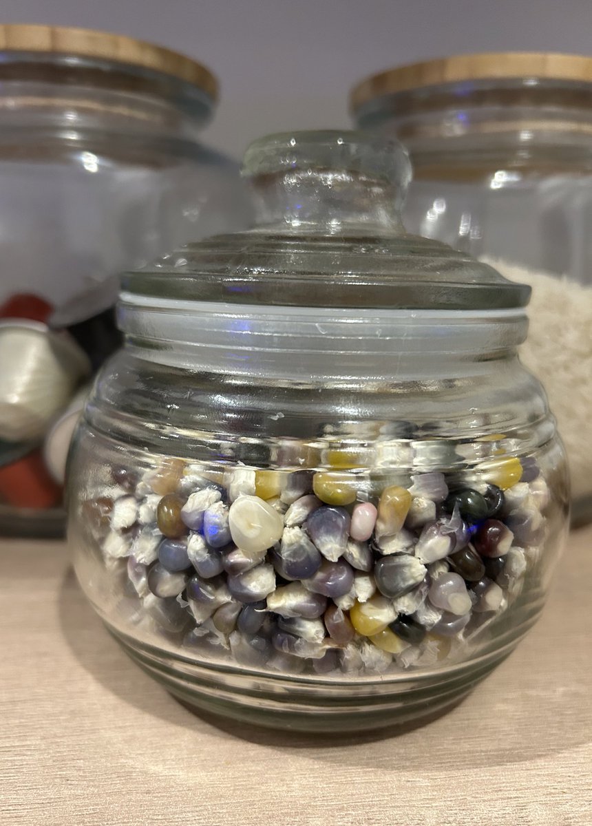 LaviniaEngel's tweet photo. This beautiful glass gem corn we’ve grown this year isn’t for eating off the cob. It is best used for popcorn & milling into maize-meal / cornmeal. 🌽🍿
#glassgem #farmlife #gyo https://t.co/ERdIDHv8uU
