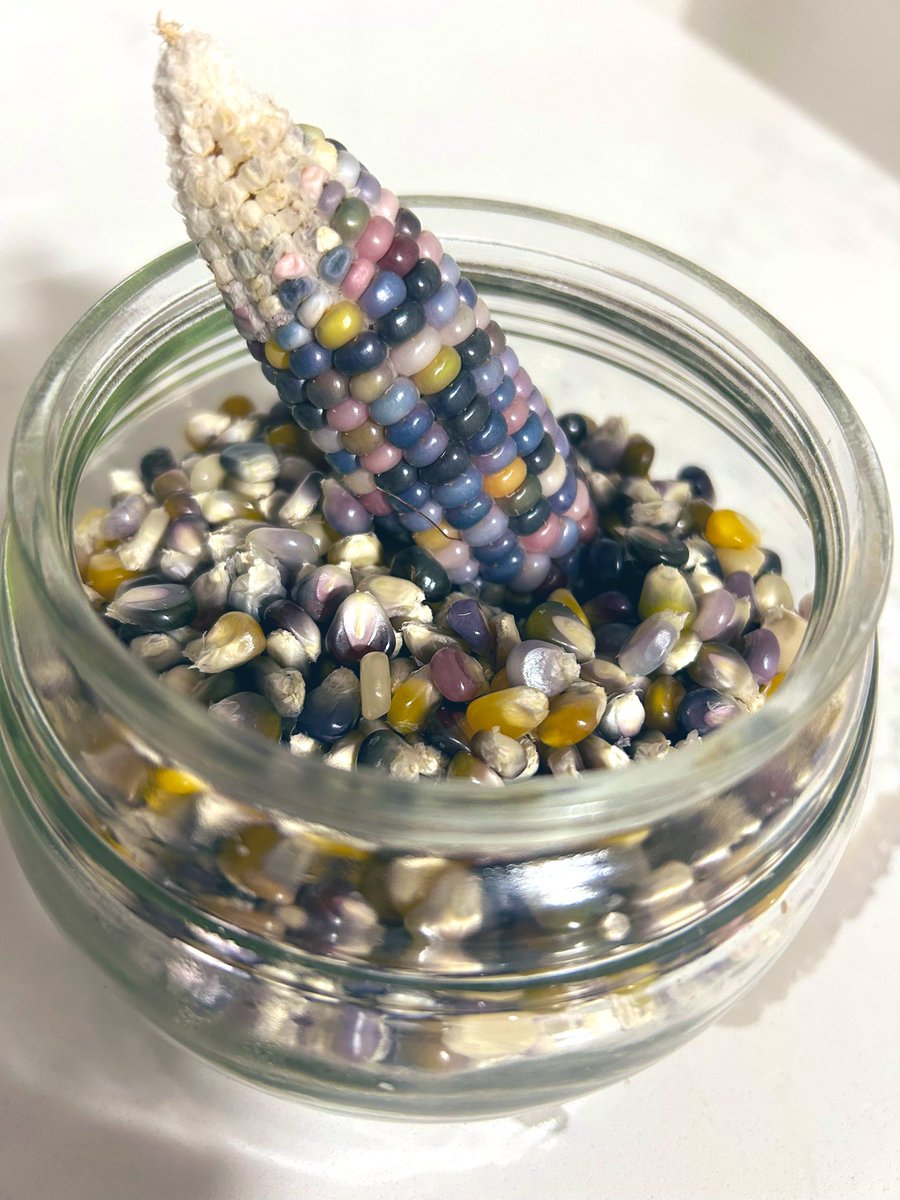 LaviniaEngel's tweet photo. This beautiful glass gem corn we’ve grown this year isn’t for eating off the cob. It is best used for popcorn & milling into maize-meal / cornmeal. 🌽🍿
#glassgem #farmlife #gyo https://t.co/ERdIDHv8uU