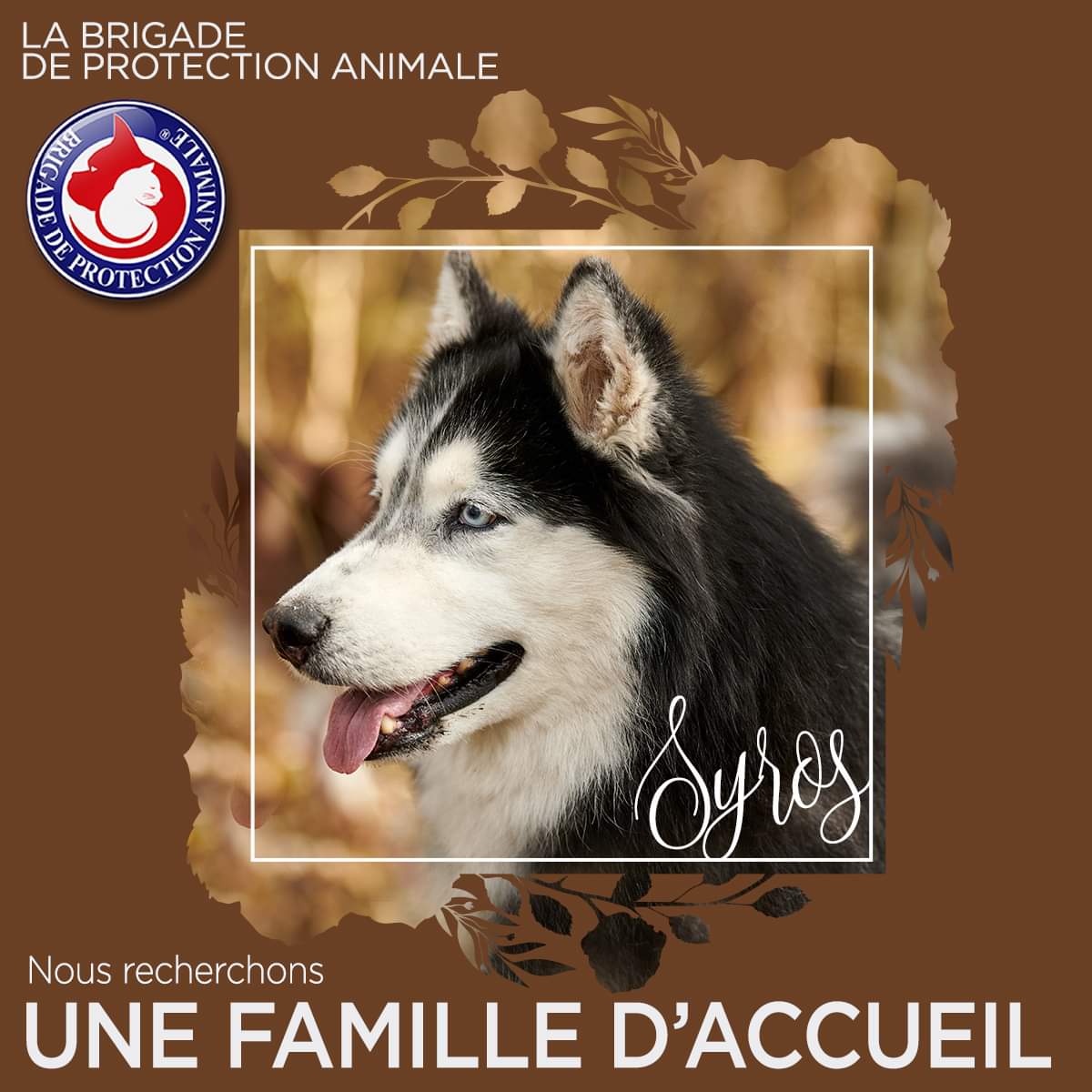 Brigade_BPA's tweet photo. 🚨 #FAMILLEDACCUEIL (33) et alentours 📌

⏱️ Le plus tôt possible

Dans le cadre d'un sauvetage en cours, nous sommes à la recherche d'une #familledaccueil pour un husky mâle d'environ 3 ans.

Ententes congénères bonnes si présentations faites.
⚠️ Chien potentiellement fugueur. https://t.co/r48wzp5Cig
