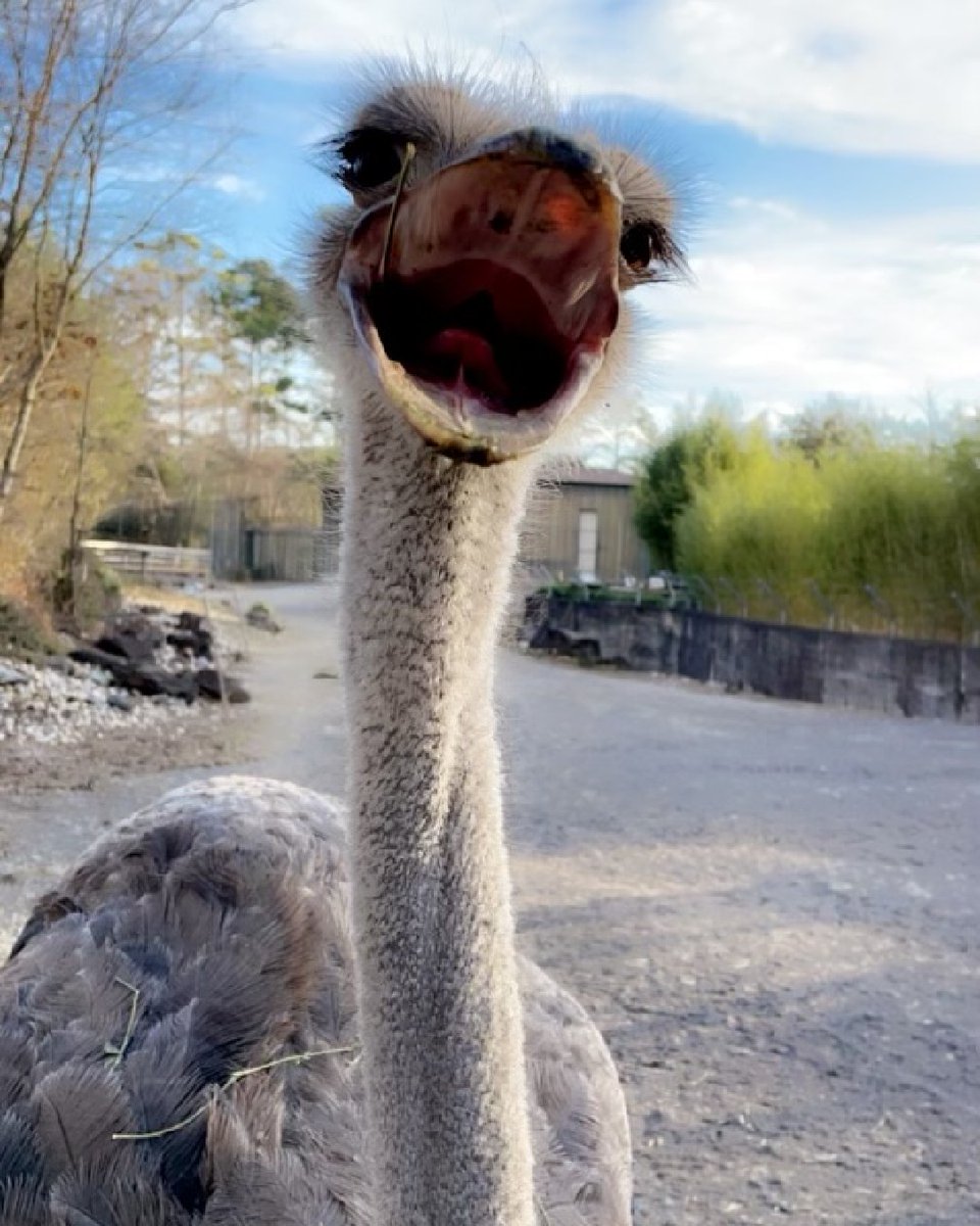 BirminghamZoo's tweet photo. Our face every time we visit the Birmingham Zoo!
📷Robin H., Animal Care Professional, Relief Keeper
⏰ Wednesday - Sunday, 9:00 AM - 4:00 PM | *Hours subject to change for events or inclement weather.
#BhamZoo #BirminghamAL #MagicCity #ThisisBham #BhamLife https://t.co/qMBtO9jvb4