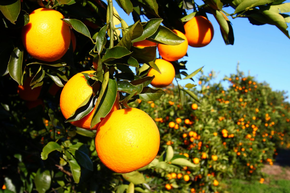 freshfromFL's tweet photo. January is National Citrus Month, and Florida is the top producer of oranges and grapefruit in the nation! Try one of our delicious citrus recipes here: https://t.co/CKgQKK0JjO

#freshfromflorida #freshfromfl #florida #citrus #january #nationalcitrusmonth #floridacitrus #recipes https://t.co/WORV2Jtgdy