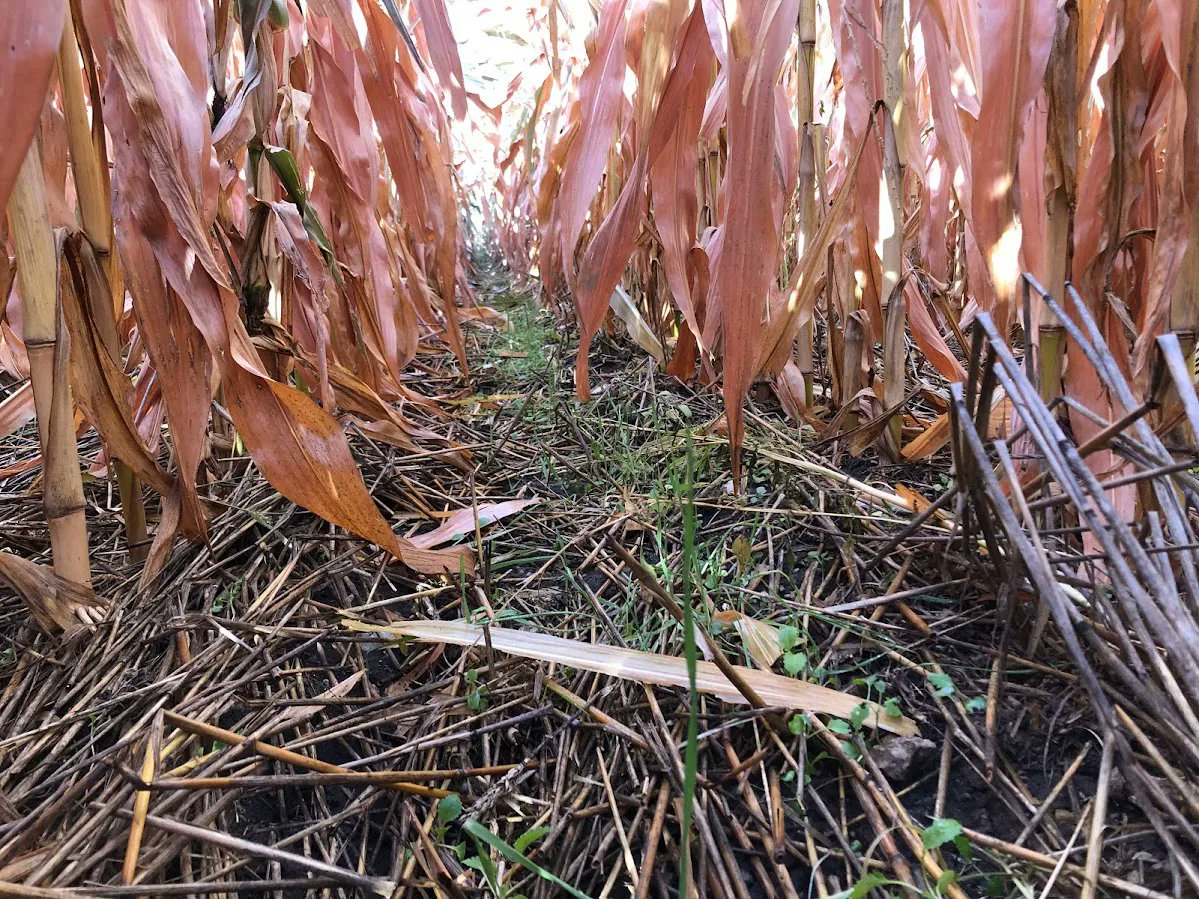 UNL_CropWatch's tweet image. Broadcast Interseeding with a Highboy — What We Learned in Year One | First-year results of a study to assess #covercrop establishment using broadcast late-season #interseeding in rainfed &amp;amp; irrigated fields. buff.ly/3X6ncgS 🌱 #NebExt #soilhealth #covercrops