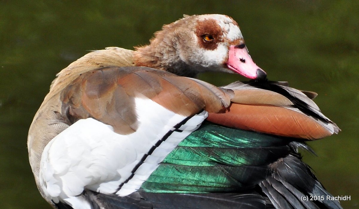rachidH's tweet photo. #Goose #EgyptianGoose #Alopochen #Aaegyptiacus #OuetteDEgypte #ThamesRiver #Runnymede #England
Rachid H shared a photo with you from the Flickr app! Check it out:
https://t.co/CLXacJmT6F https://t.co/VzDebXbfLM