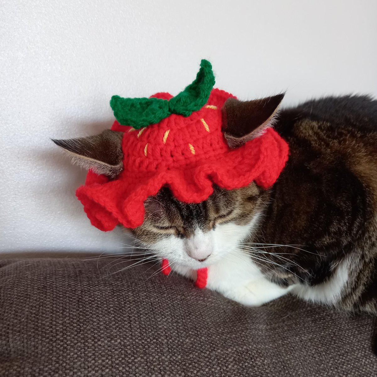 Cute foodie bucket hats for cats! 🎃🍳🍓