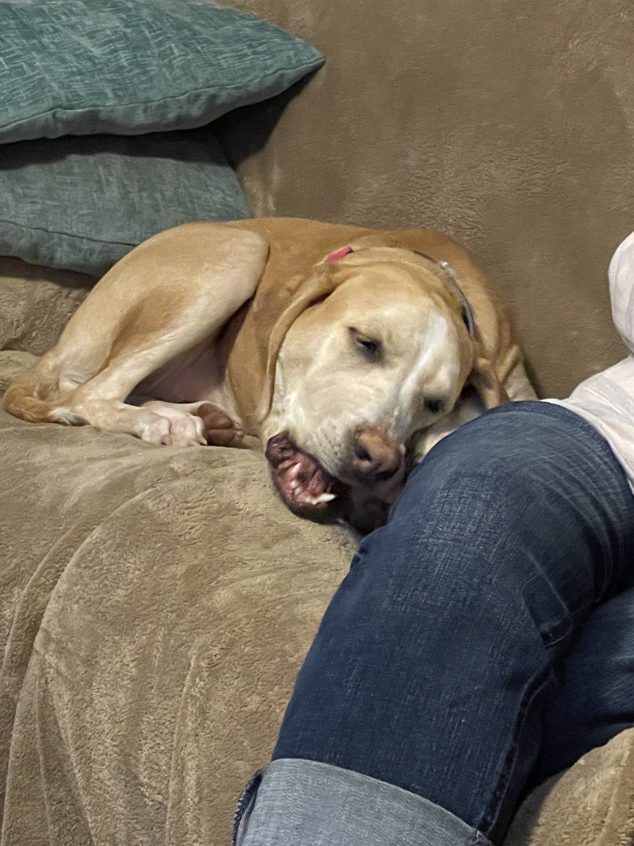 BrownieTurd's tweet photo. Penny and Mr Sprinkles sure love their grandma. She’s leaving today and I know they’ll be looking for her when she’s gone. #GrandmasAreTheBest #CuddleTurd #SpoiledPenny https://t.co/p0TjU2CQEI