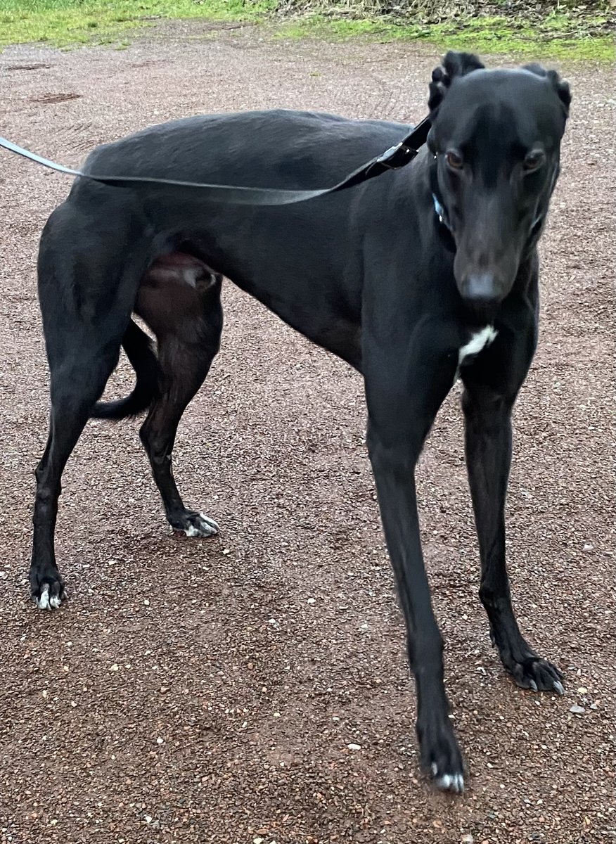 If you’re thinking of adopting a greyhound then please consider Rocket. He had been with us for a while now and would love a sofa to call his own. He’s a loving boy who always wants a cuddle. Please call the kennels if you are interested in Rocket or any of our other greyhounds