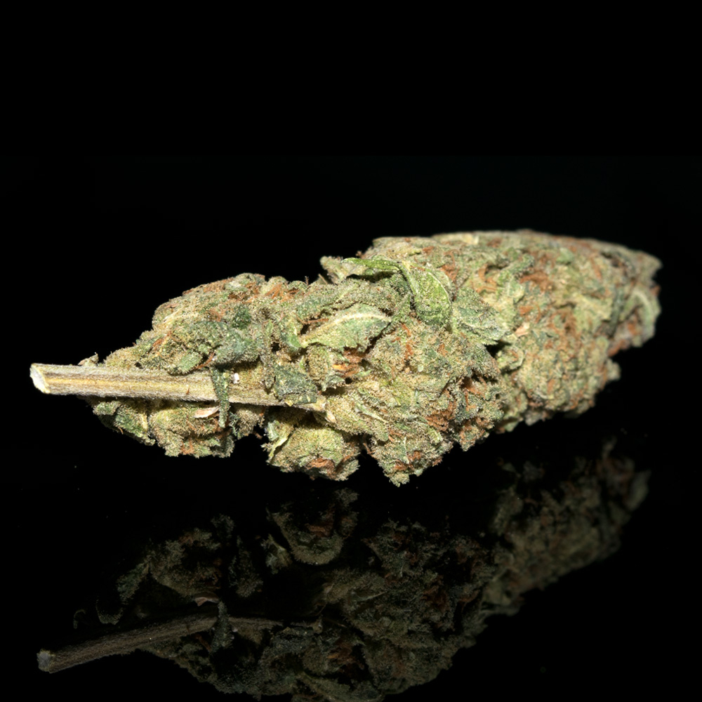 BC_Bud_Supply's tweet photo. Flowery, sweet, and extremely potent, Moby Dick is a sativa-dominant strain originating from Amsterdam with amazing qualities that make it popular with both recreational and medical users.
#bcbudsupply #weed #mobydickstrain #mobydick #bcbud #dispensary
https://t.co/JVIxBscrEx https://t.co/UjT8pGxF2x