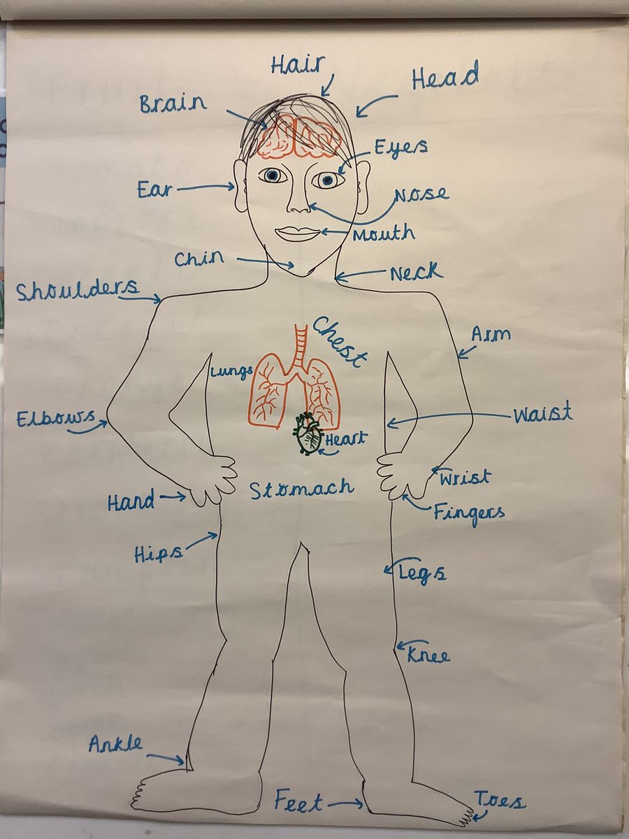 ashclasshh's tweet photo. Today in science we have started exploring the human body. We labelled the different parts of the body and played some body bingo to refresh our minds! 

#HighHamScience https://t.co/Y6bFs4DBbH