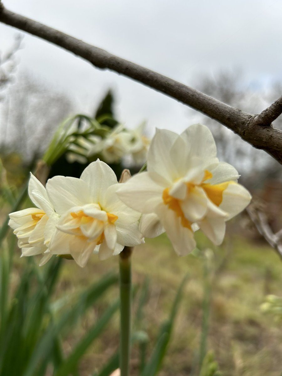 ayioynatiyorum's tweet photo. Narcissus tazetta 🫶🏽 bugün ikindi vaktinde vuruldum kendisine. Kokusu da mis gibidir. Koklayınız. #narcissus #tazetta https://t.co/qcyF5bNA5Y