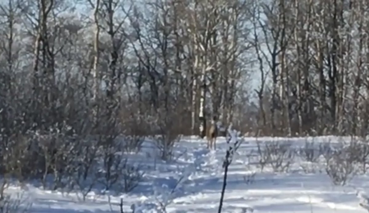 PalletCabin's tweet photo. Pallet Cabin - I Win #HardWinter #critters #short
https://t.co/jYRHyjYbPw #winter in #Saskatchewan https://t.co/Zk4SW3tzTq