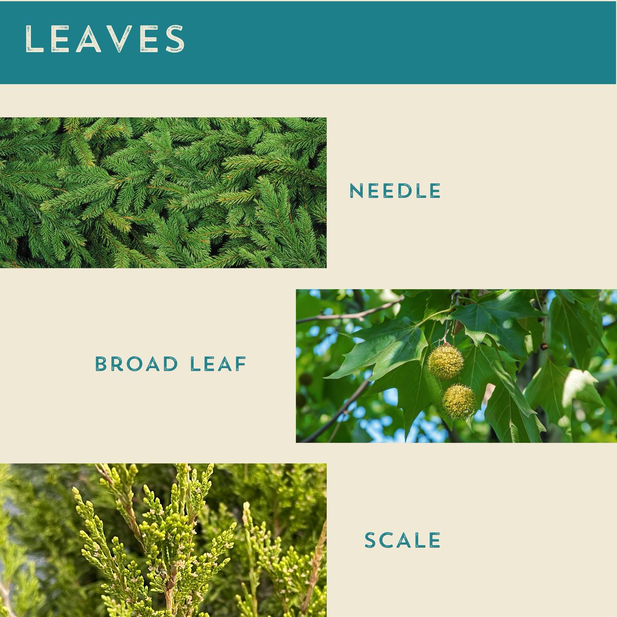 Tomorrows_Trees's tweet photo. Even though many trees are without leaves in the winter there are other ways to figure out what kind it is! Here are a few ways you can learn what kind of tree you are looking at🌲🌳 https://t.co/vMSoSy1yFo