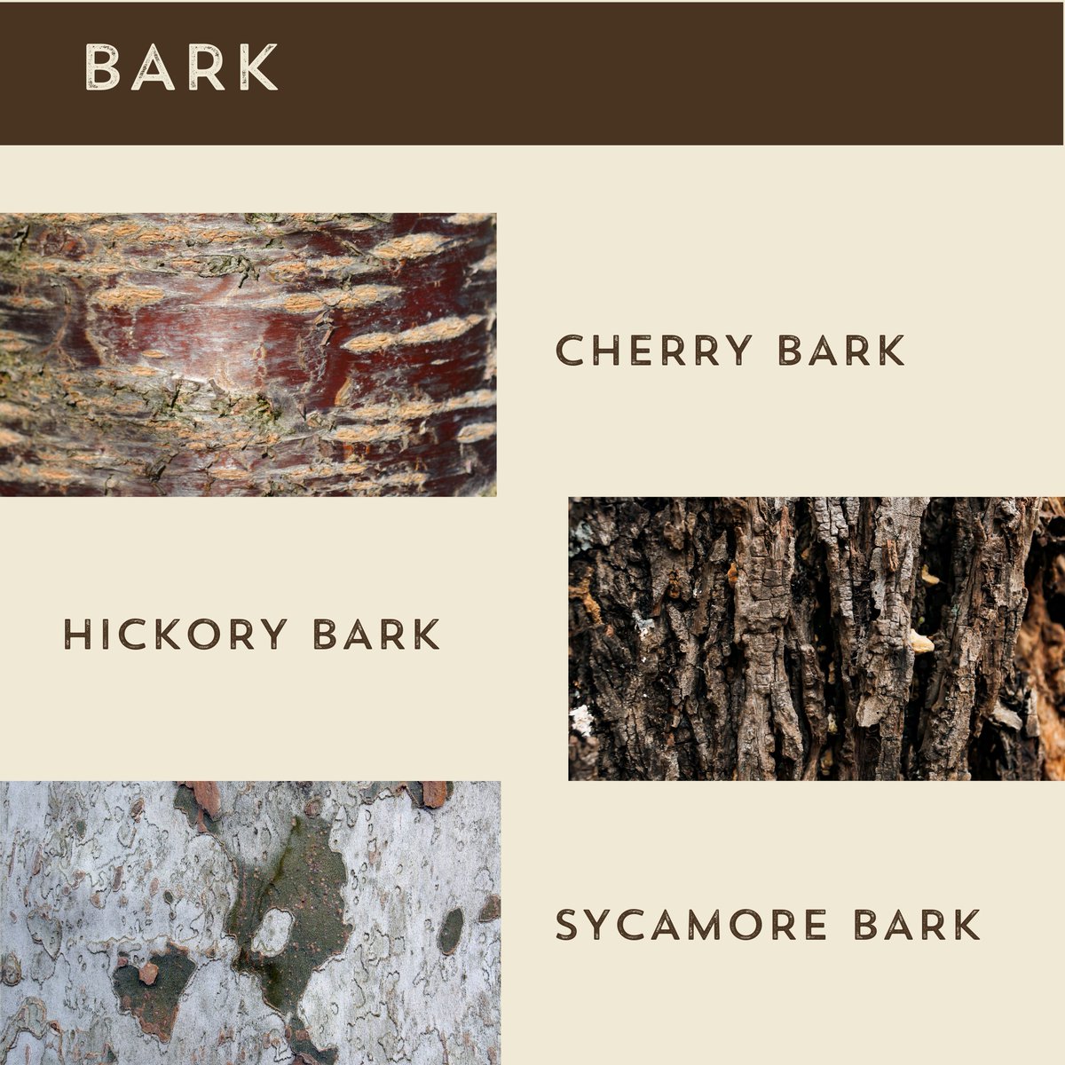 Tomorrows_Trees's tweet photo. Even though many trees are without leaves in the winter there are other ways to figure out what kind it is! Here are a few ways you can learn what kind of tree you are looking at🌲🌳 https://t.co/vMSoSy1yFo