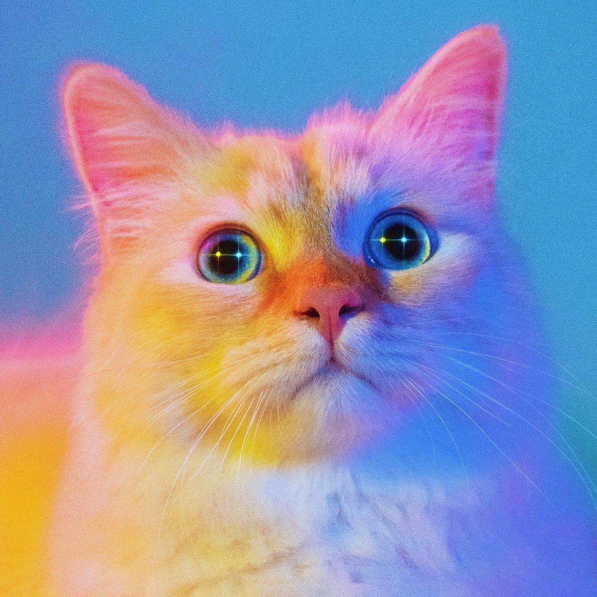 Portrait photographer, Bao Ngo, started her pet photography career at the height of covid, as the constraints of isolation pivoted her towards a new type of clientele. Channeling her artistic eye, her pet portraits are bold, bright, and oh so fun.