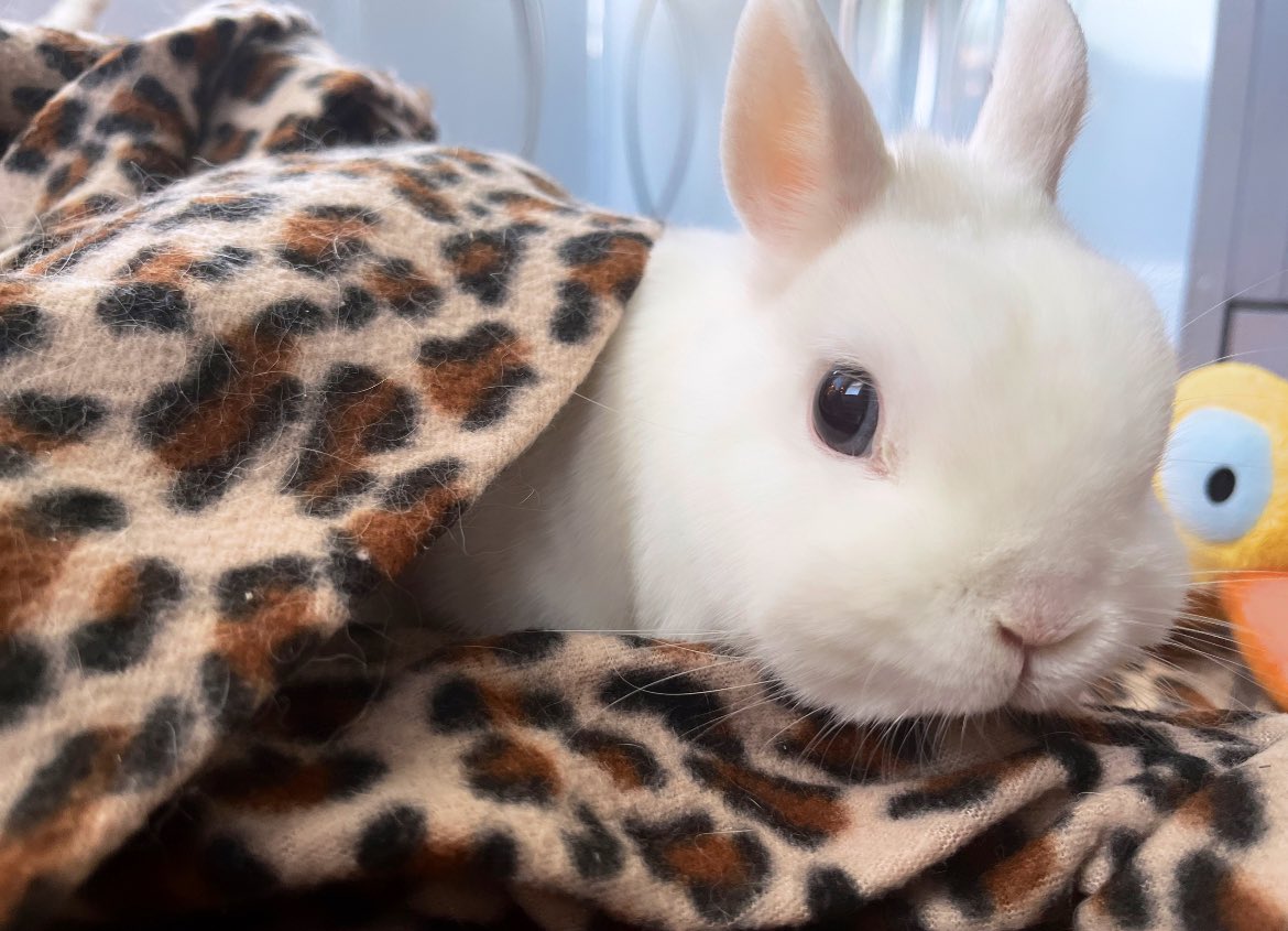 ruben_corella's tweet photo. #feliztarde #feliznoche #felizdia #hello #holaamigos #holaamigas #tabbit #rabbit #cutepets #cute #whiterabbit #conejito #whitepower #ears #orejas #tender #sweet #animalitos #nofurs #stopcaza https://t.co/rdNpxJjBAc