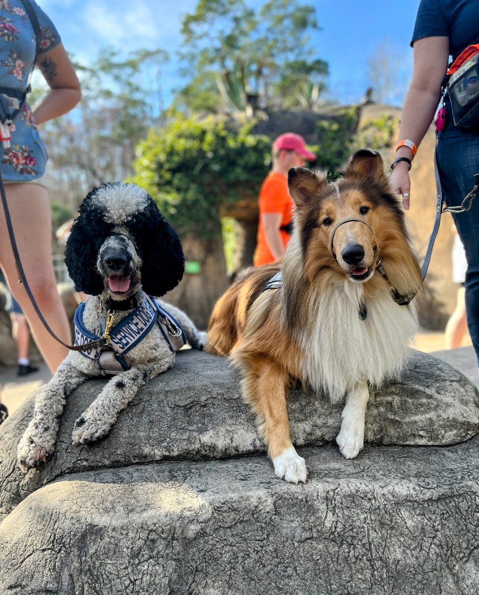 PAWServiceDogs's tweet photo. Mylo and Vakaa did some joint training at the zoo! They were very good boys #standardpoodle #roughcollie #servicedogs https://t.co/wSZvWpaYe0