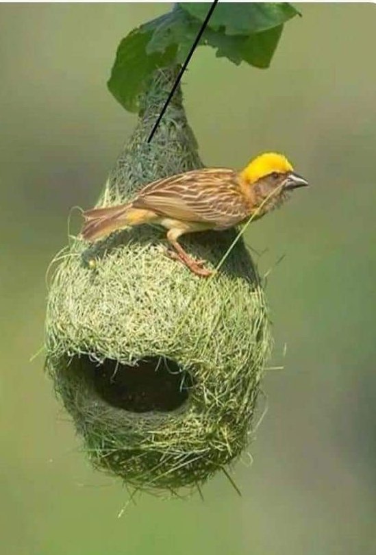 rachelthee's tweet photo. But how long does a bird take to build such a nest https://t.co/WLEhro1Do0