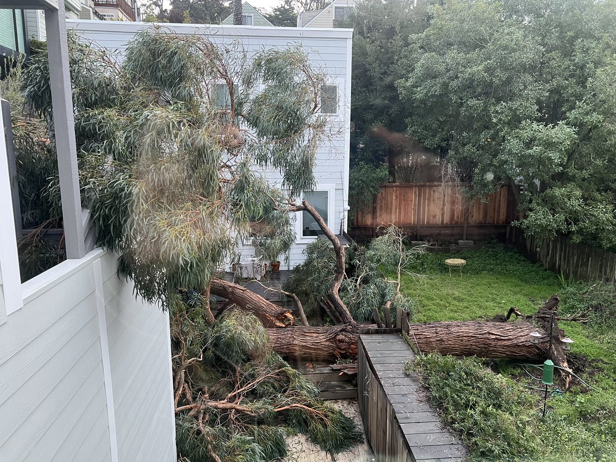 jessbrody's tweet photo. Morning update: this tree is HUGE and took out the water line to the cottage. Rain wasn’t too bad but wind was strong. Feeling grateful the tree landed perfectly between our building and the cottage and that no one was hurt. #SanFrancisco #BombCyclone #AtmosphericRiver https://t.co/T9pbPTC8ny