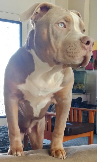 My baby xl bully https://t.co/YTMfwO9Gny