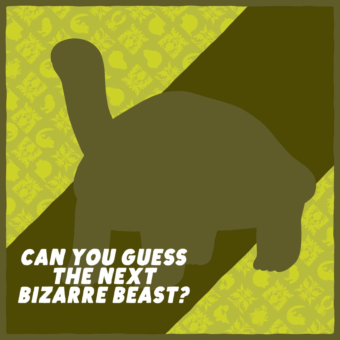BizarreBeasts's tweet photo. Tomorrow's beast keeps its shoulder blades inside its ribcage and may not be a great example of the Island Rule. Can you guess our next #bizarrebeast? https://t.co/zT8ZmL2u51