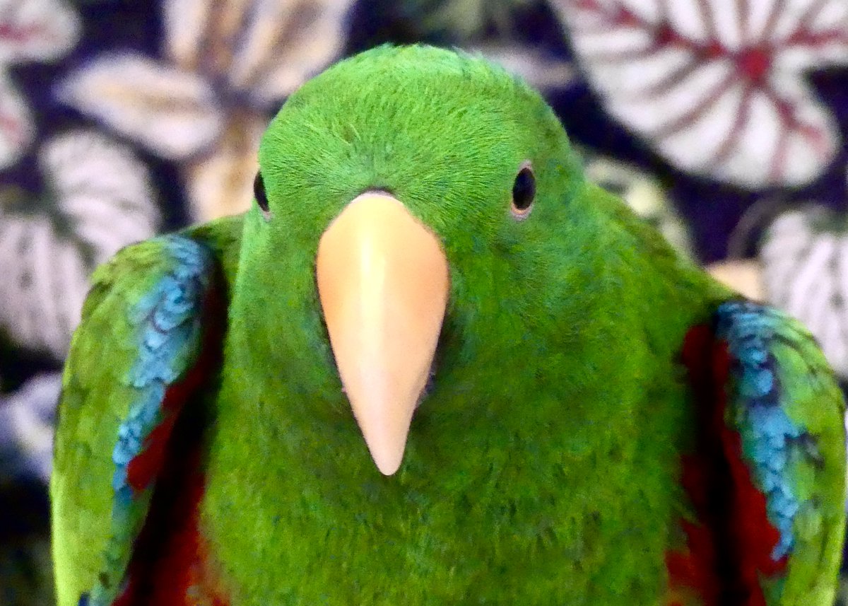 Happy #NationalBirdDay!

Photo Credit: Jean-pierre L.