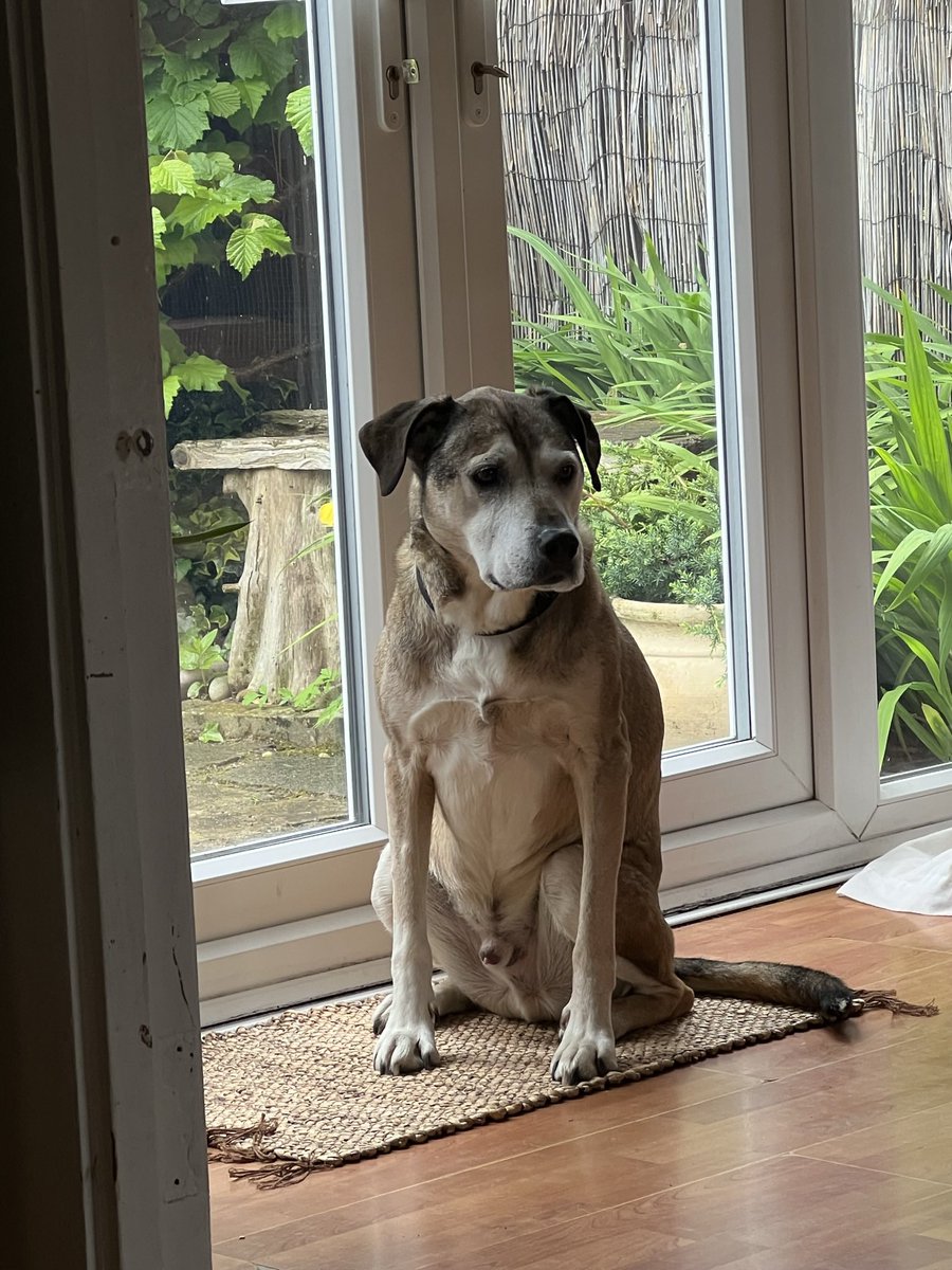 Khush, the Rhodesian Ridgeback cross, sitting upright by patio doors leading into garden.