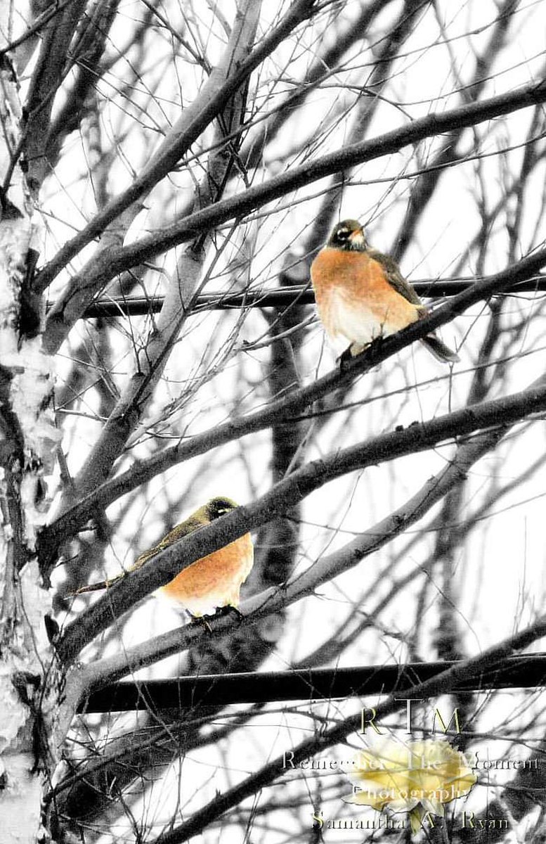 RTMomentPhotos's tweet photo. Today's #themedphotography #dailychallange is #mainfocus
Show me your photos that make one thing stand out
Here's mine
#photography #photographer #photo
NO LINKS NO NUDITY YOUR PHOTO ONLY https://t.co/yjsvCZgI3V