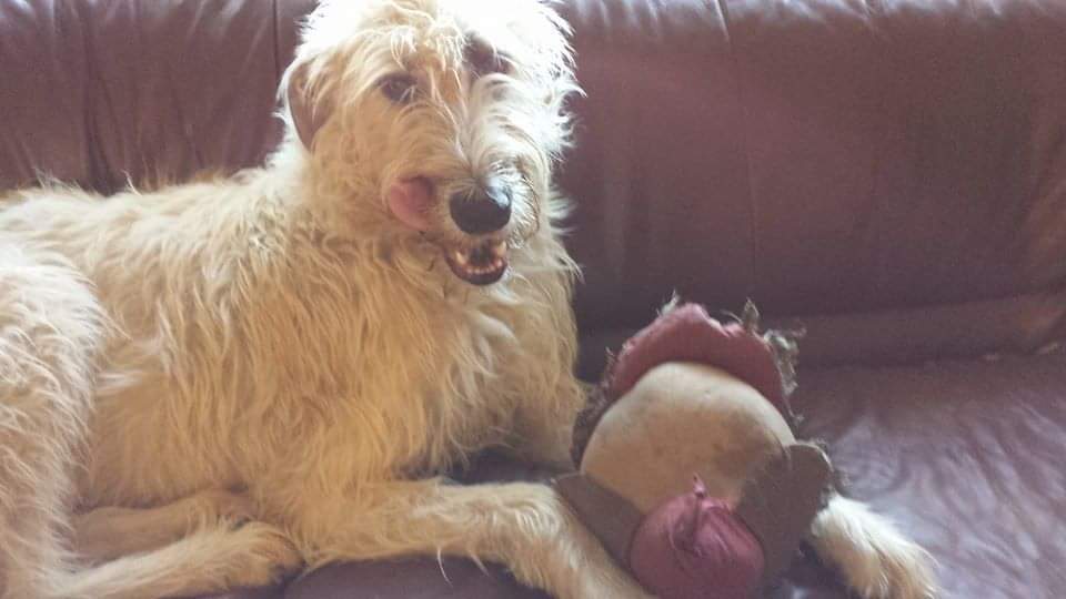 Grainne was a toy lover. #dogs #irishwolfhounds