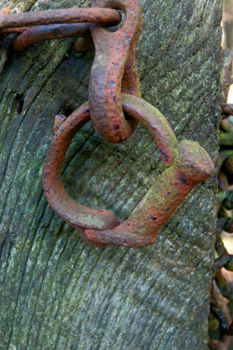 AdeysAlthorp's tweet photo. One of the woodland gates on the estate incorporates part of a victorian pair of police handcuffs! Believed to have been done by an estate blacksmith c1900. I was first shown these by a gamekeeper in the 1980's. Nothing was ever wasted.
Conservation@althorp.com #Althorpestates https://t.co/EKuyXxlw5n