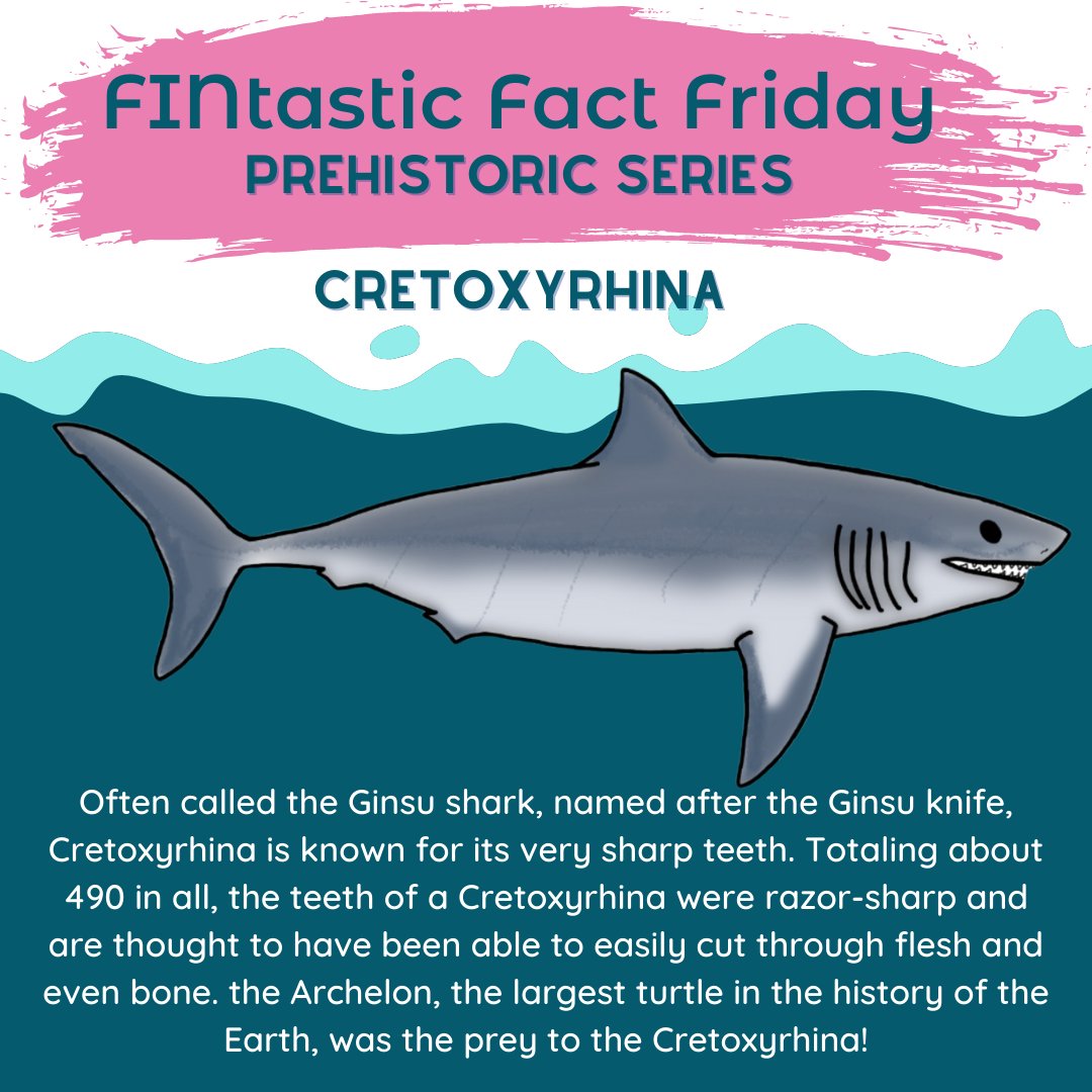 GillsClub's tweet photo. This week's #FINtasticFactFriday looks at one sharp shark, #Cretoxyrhina. Nicknamed after the sharpest knife in the world, the Ginsu knife, not many other species alive during the Cretaceous period would dare to face it! #SmartAboutSharks https://t.co/eqlhHBbfLV