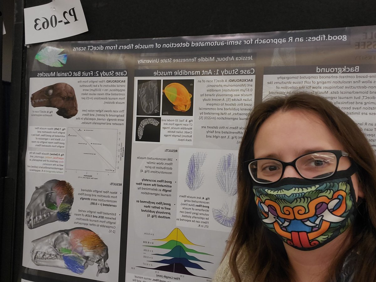 fountainscholar's tweet photo. Come chat with me today at #SICB2023 at 4:30 to 5:30pm about reconstructing muscle fibers from diceCT scans. Hoping to get the new package to CRAN early 2023. @mtsu_biology @mtsu_cbas https://t.co/HhXkp1bATp