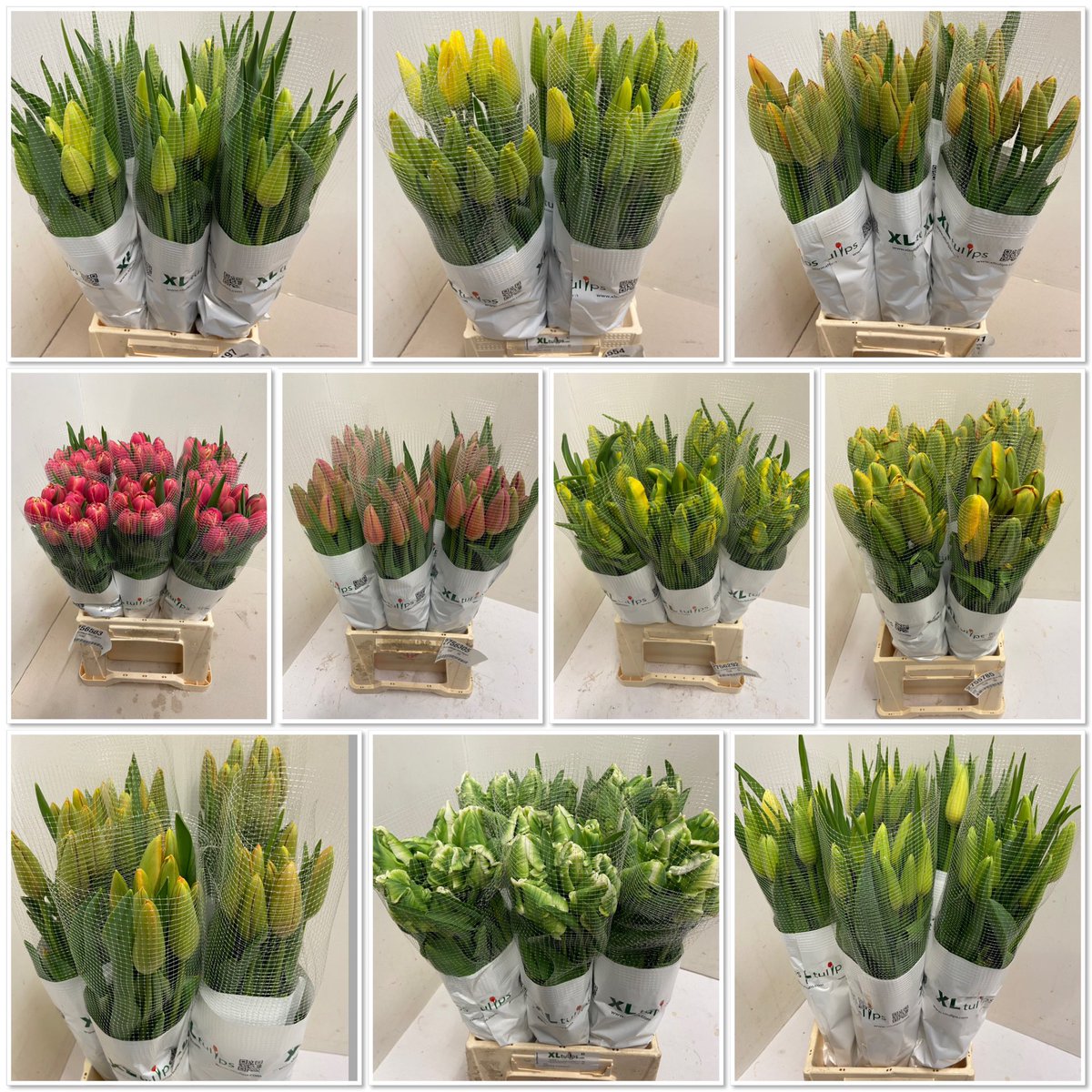 All4youFlowers's tweet photo. Elke dag mooie voorraad aan Franse tulpen. Kijk even op de webshop een breed assortiment aan Franse tulpen. #tulpen #fransetulpen https://t.co/GGs9xQYaHX