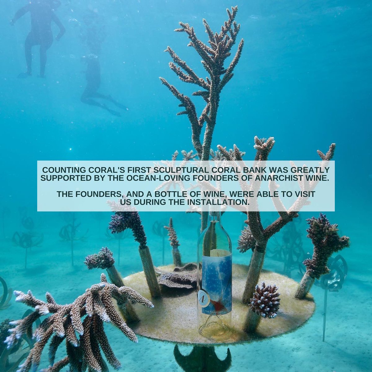 Counting Coral tweet media