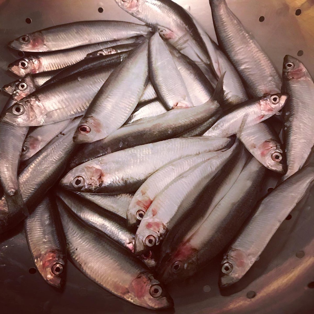 MerseaIslandBoy's tweet photo. Itโs that time of year again when these little beauties swim in our waters, so it was sprats for supper last night. Plus, a quick sketch of the old jetty down by the Nothe.
#watercolour #merseaisland #essexcoast #dailysketch #mersea #secretmerseaisland #sprats #saltmarsh https://t.co/UIKWuknvvE