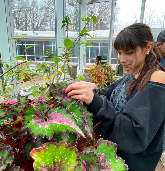Berlin_Batman's tweet photo. We had a great collaboration between the #horticulture club and art league yesterday! Everyone worked hard to help propagate a new batch of begonias. These cuttings will ultimately be used in a cross curricular project…stay tuned! 🌱🎨 https://t.co/jHGQteq2LT