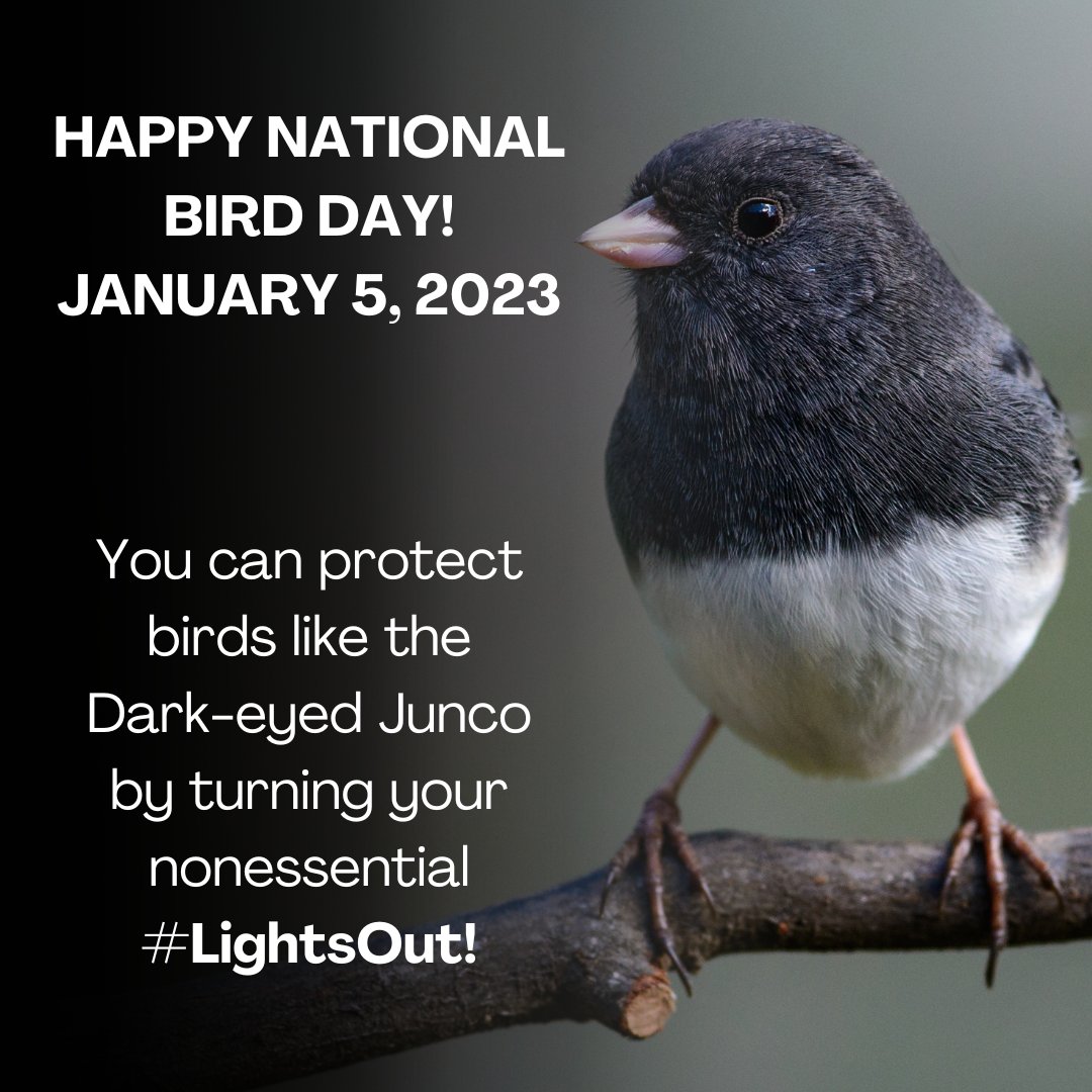 LightsOutNYS's tweet image. Help reduce the nearly 1/4 million bird deaths in NYC yearly from building collisions by asking your building manager to turn nonessential #LightsOutNYC this spring from April thru May to save the lives of our avian friends! #NationalBirdDay