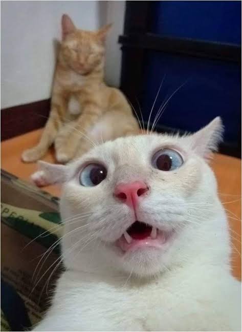 skptcbathena's tweet photo. gillian anderson and her mom selfies but as a cat (i can't unsee it sorry lol) @GillianA

a thread; https://t.co/9pFHrre9Cv
