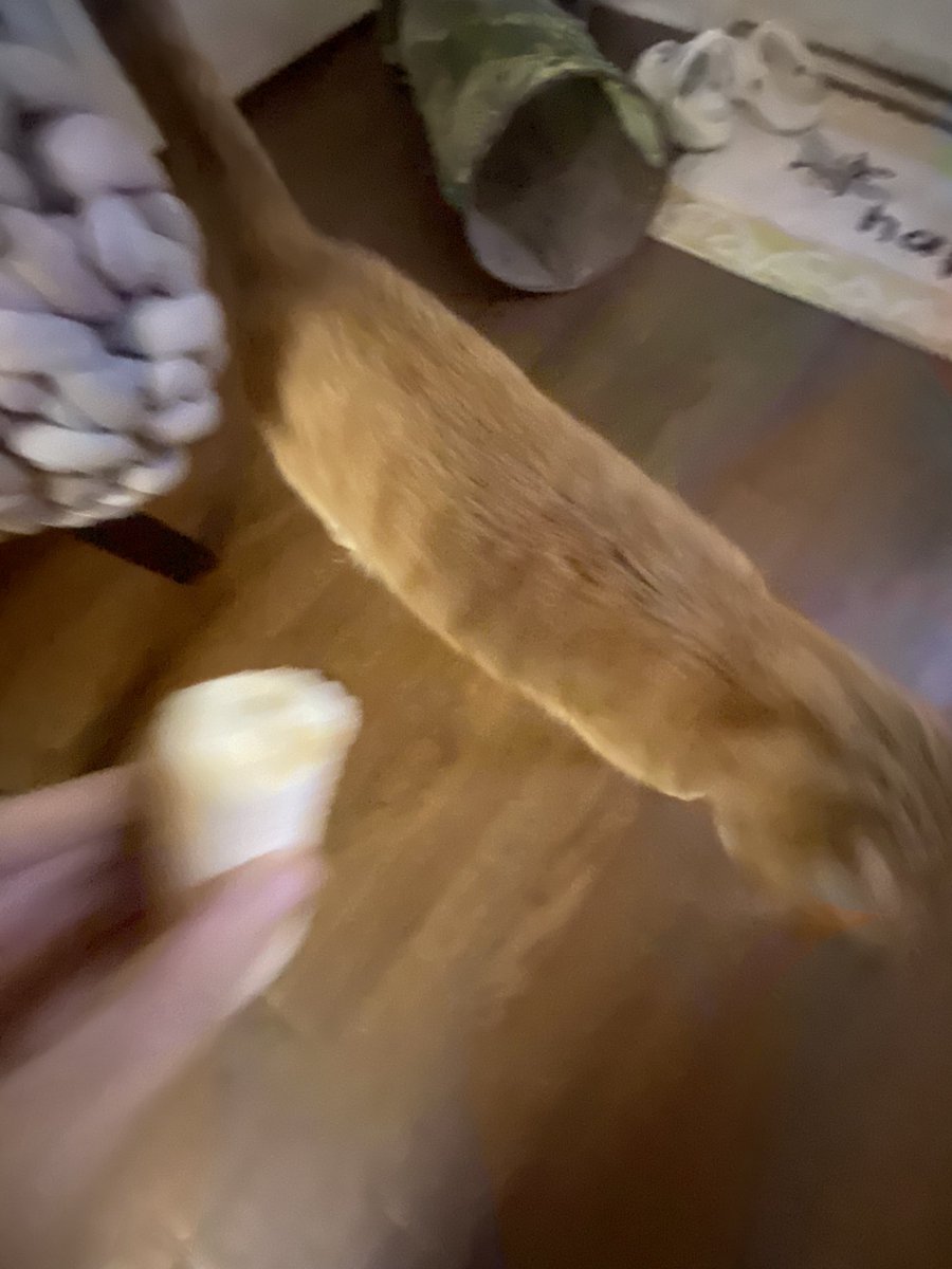 kittygi51187082's tweet photo. not a banana fan                    #Caturday https://t.co/OBlqkGWHrc