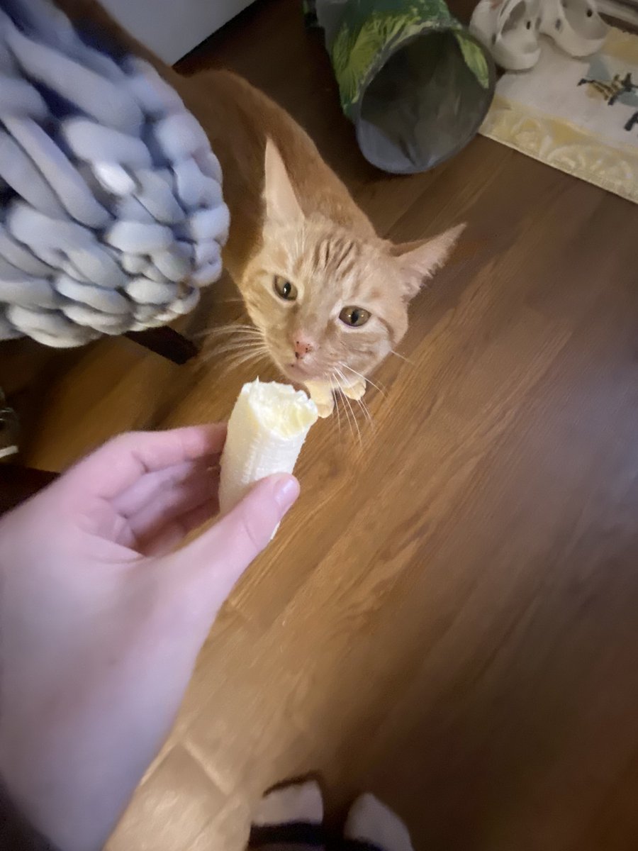 kittygi51187082's tweet photo. not a banana fan                    #Caturday https://t.co/OBlqkGWHrc