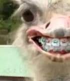 اقول تخيل بعد  مرور 50 سنه لمن تدخل مجلس تلقى صورة واحد مركب تقويم وردي 🌸 وعاض شفته 🤭🤭 ومصور نص وجهه🌜 وتسال منو هذا ؟ يقول لك هذا جدي حمودي بن دحومي الله يرحمه 🤦‍♀️🤦‍♀️🤦‍♀️🤷‍♀️🤷‍♀️ هاهاهاهاهاااااااي احممممم احممممم 🤣🤣🤣😂😂😂