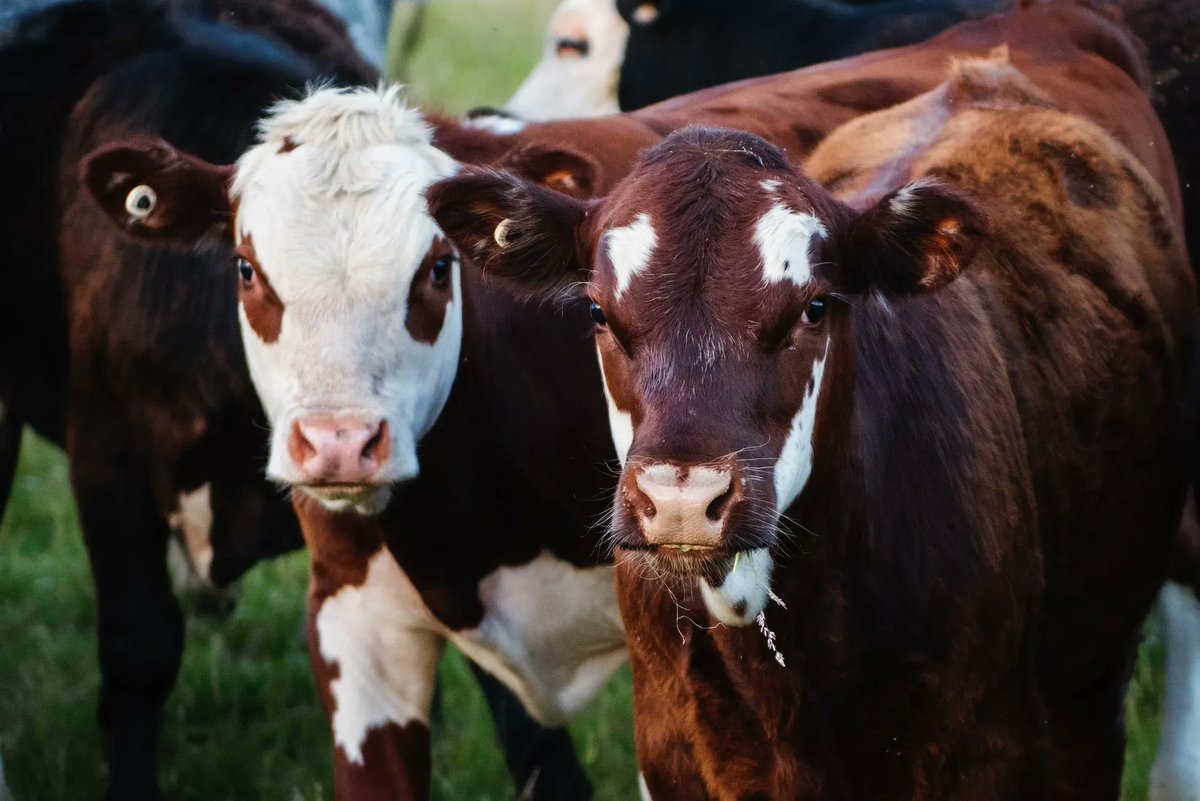 "Unless we fundamentally restructure our food system to reduce reliance on animal-based protein, the impacts are going to be catastrophic to the planet, the welfare of the animals, &amp; to human health."

#vegans 

apdirect.in/will-animal-ag…