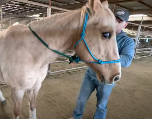 Damn. This is one of the saddest looking horses I have seen in some time. 20 years old, limping, and blind in one eye and now on the 'direct ship' list at Bowie Kill Pen. 
Tag 9118
Bail $800
Link to listing/ post : 
youtube.com/watch?v=9xJvrj…

:(