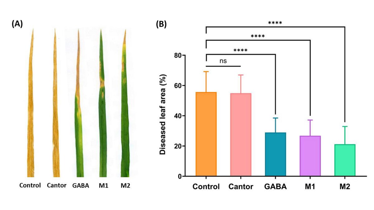 New plant immunity elicitors from a sugar beet byproduct protect #wheat against #Zymoseptoria tritici
doi.org/10.1038/s41598…