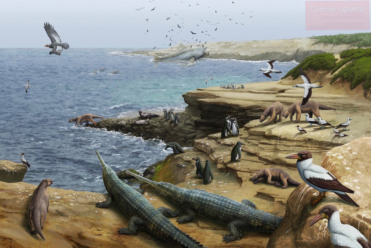 FossilBonanza's tweet photo. Enjoy a relaxing time on the Peruvian coast during the Miocene. This is based on the Pisco Formation lagerstätte renowned for its marine sloths, giant sharks, big penguins. This particular landscape is done by the talented @SerpenIllus
#HabitatWeek https://t.co/2VZIkyiTfe