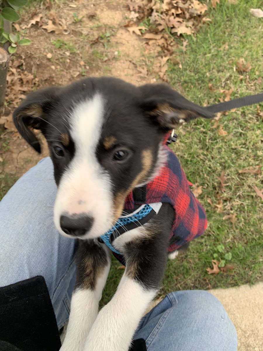 This is Archie, but I call him Archibald, Archimus, and Mr. Sweet Face.