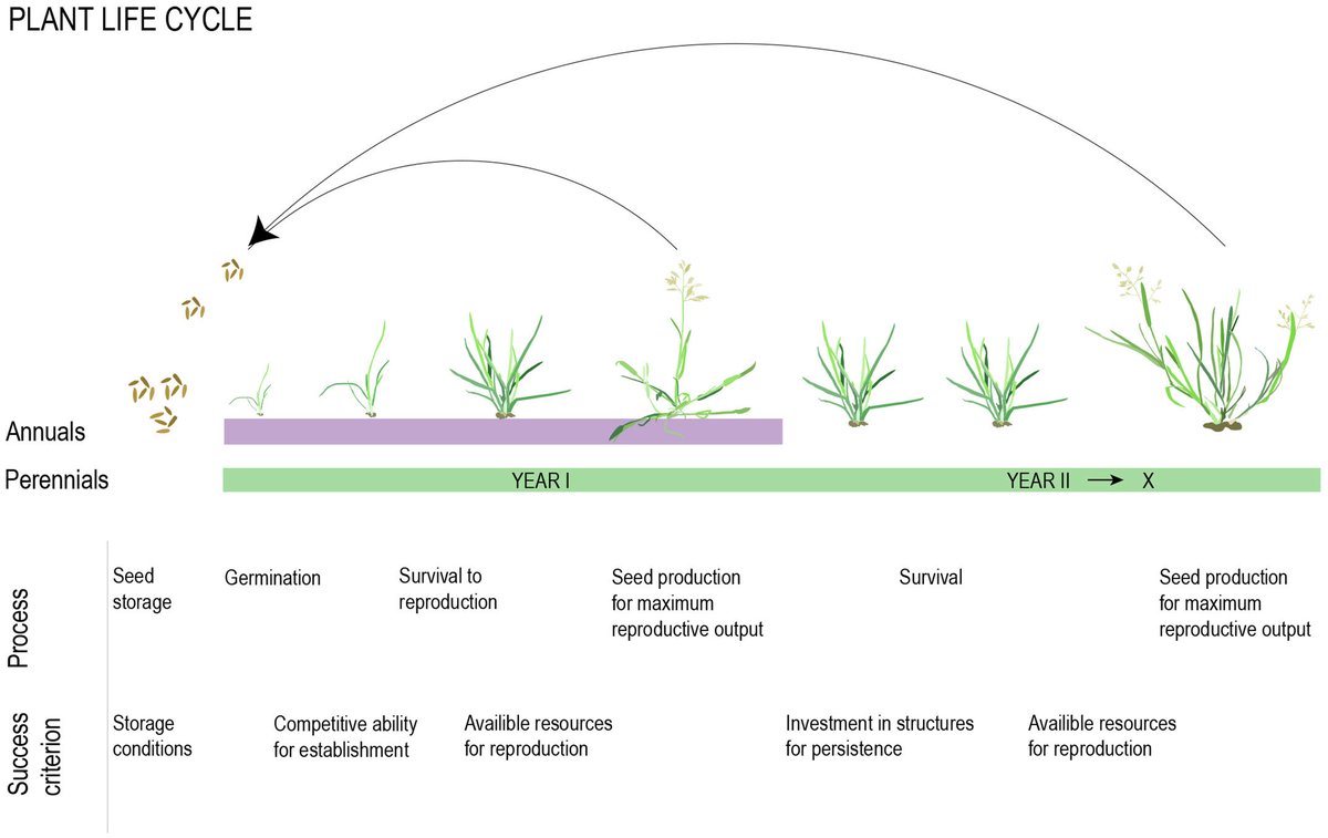 paliocha's tweet photo. Live, laugh, survive winter, reproduce and die. 🌾 Have a look at the most recent review from @FjellheimSiri’s lab if you are into annuality, microRNAs and vegetative phase change in temperate grasses and other vegetables: https://t.co/qNm8Mc3DYl