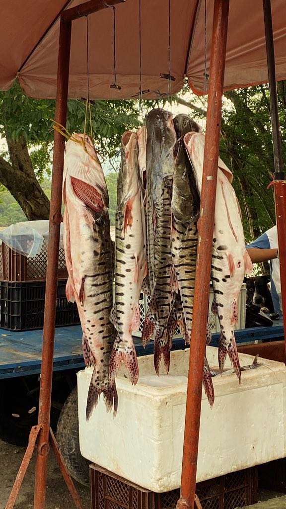 Kikaalzate's tweet image. Por estos días, 
Esta tierra está siendo bendecida 

Subienda 
La Dorada - Caldas