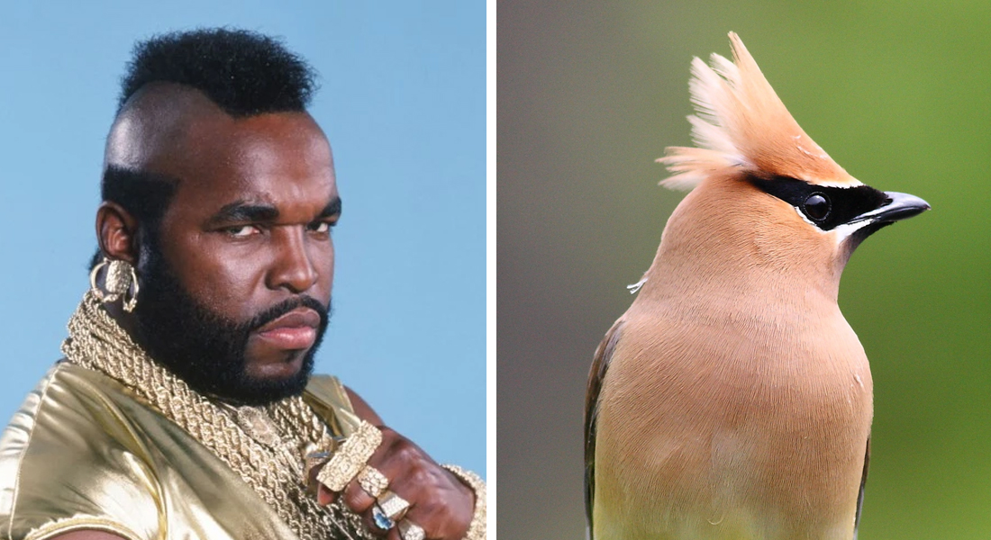WillCoForests's tweet photo. #ThrowbackThursday: Who wore the mohawk better? Mr. T or this cedar waxwing? #PityDaFool #birdtwitter https://t.co/XU0BWfK75r